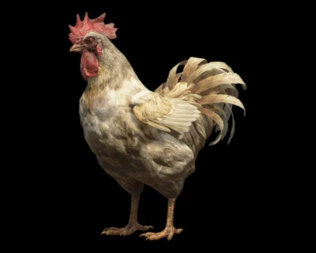 Chicken (Resident Evil 4 Remake - Separate Ways)